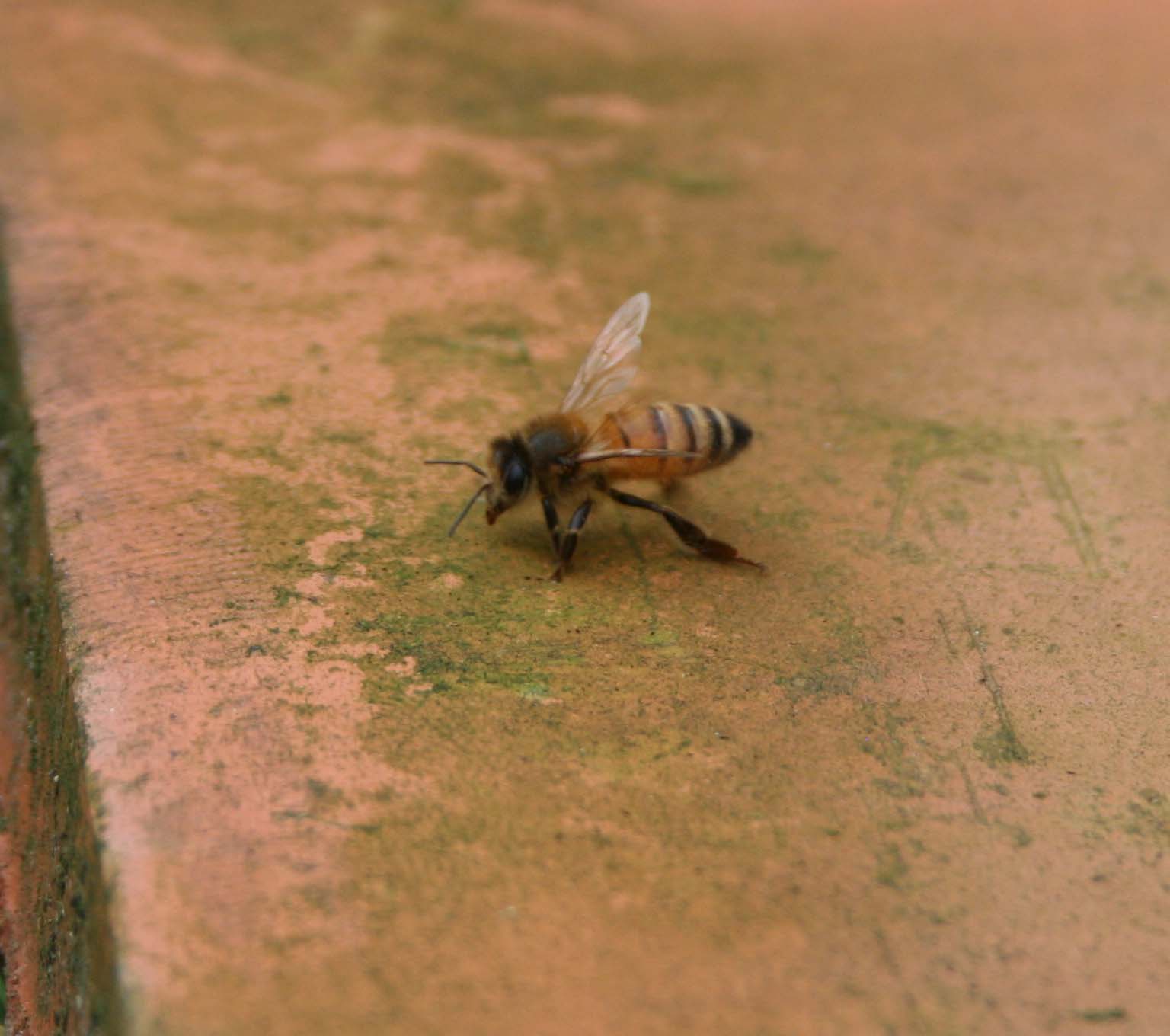 wasps-attacking-bees 050a.jpg